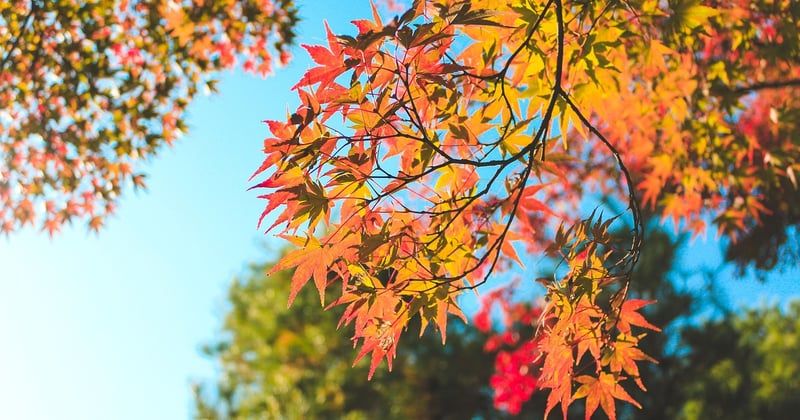 10 activités culturelles à faire à Kyoto en automne